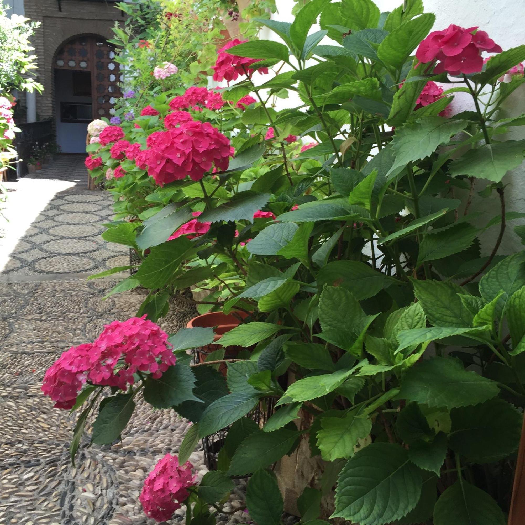 Los Patios Kordoba Bagian luar foto