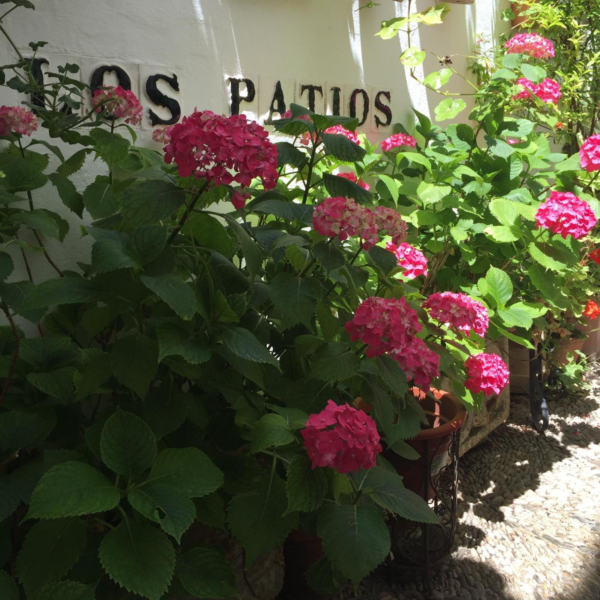 Los Patios Kordoba Bagian luar foto